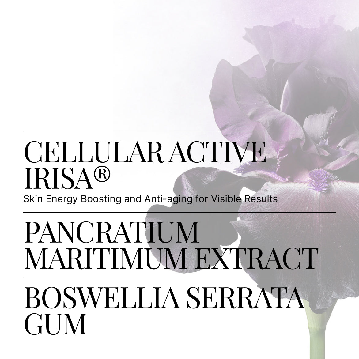 Body Recovery Cream | SWISS PERFECTION